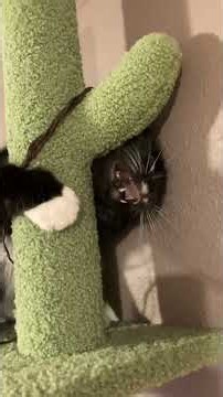 TENSHi and a string monster fight on top of a scratch tower