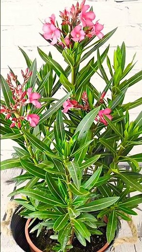 How to Prepare Oleander Plant at Home for Garden #oleander