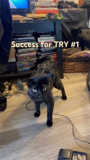 Testing the harness on our adventure cat that can do ANYTHING. She is incredible. Successful TRY #1
