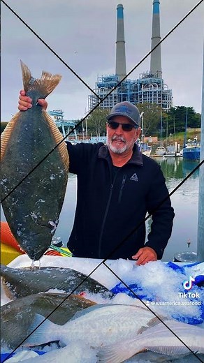 California Halibut at Moss Landing Harbor in Monterey Bay, California