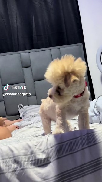 #perros #Cachorros #poodle | yeana