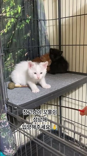 시댁 창고에서 구조한 아기고양이 삼남매 가족을 찾아요 다들 너무 이뻐요 ❤️❤️❤️ #레오네 #옥탑방고양이
