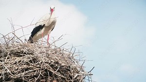 white storks with offspring on nest. The white stork (ciconia ciconia)
