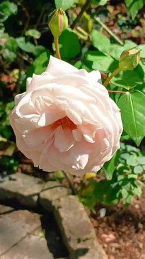 So Beautiful Rose Bloom 🌹 Flowers Garden Rose 🌼 Florida 🗽 #flower #rose #gardenrose
