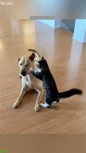 Cute Cats 🥰 Funny Cat Videos 😹 # Ep 3253