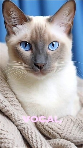 Siamese Cats Are Not Normal — Here's Why! 😱🐱"