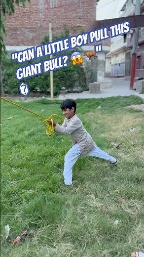 A Tiny Boy with a Massive Bull! 🐂#cow #shorts