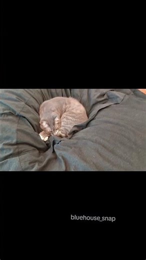 I need ALL of this bean bag chair to myself~! #cats #catsofyoutube #cat #kitty