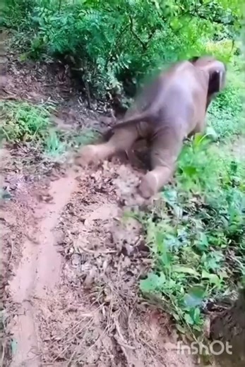 Cute Baby Elephant Sliding on the Ground 🐘😂 | Funniest Animal Moment Ever!