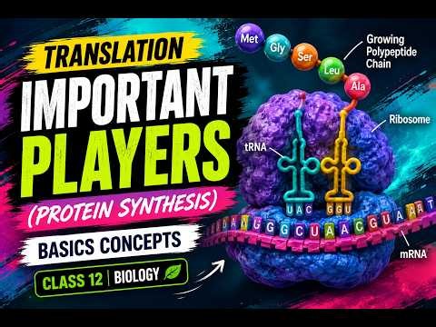 TRANSLATION COMPONENTS AND THEIR FEATURES:(mRNA,tRNA, rRNA,ANTICODINS)-12 BIOLOGY