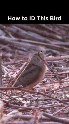 Can you identify this bird?