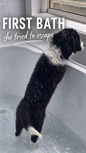 Our Puppy Tried to Escape Her First Bath 😅