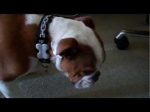 Bulldog reverse sneezing (Elwood/5 months old)