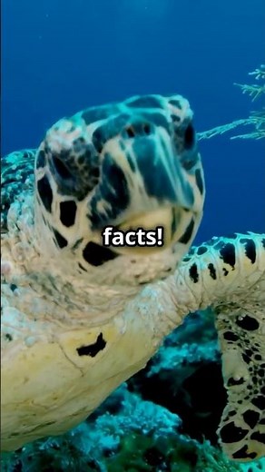 Sea Turtle Facts for Kids! 🐢 Fun & Educational Videos