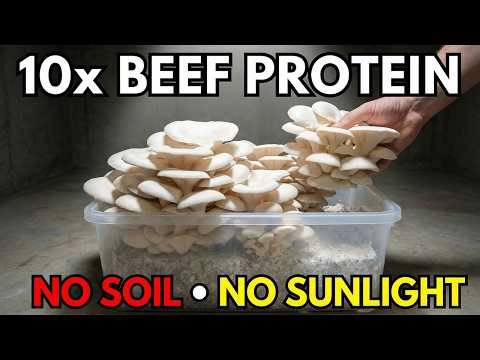 10× Beef Protein. No Soil. No Sunlight. Why Did Asia Bury This?