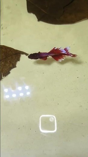 Betta fish // fighter fish beta 🥰 #fish #Betta fish #bettafish #bettas #betas Kolkata