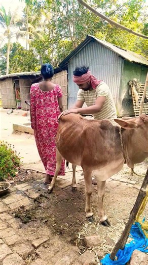 cow prank 😁😁 #funnyvideo #comedyshorts #tranding