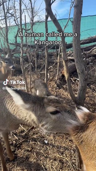 Whitetail Deer vs Kangaroo - Funny Animal Mix-up