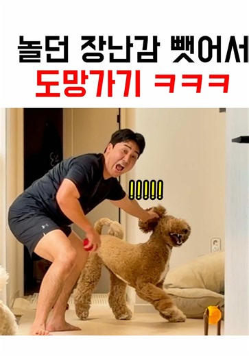 스탠다드 푸들 장난감 도망친 아빠 추격전 (슬로우모션)