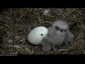 WATCH LIVE: DC Eagle Cam Shows Second Eaglet Hatching