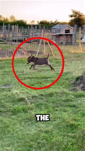 Tiny Donkey Throws Happy Back Kick.