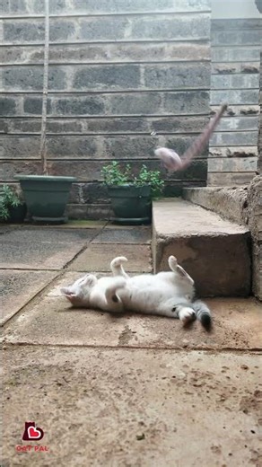 Cute White Kitten Playing With Cat Toys ❤️ | Funny Cat Videos 😹