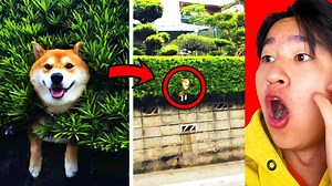 Funniest Animals On Tik Tok | Topper Guild Vlog