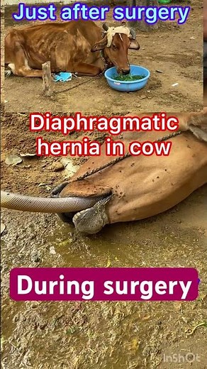 Diaphragmatic hernia in cow l Dr Umar Khan