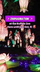 The Buffalo Zoo on Reels