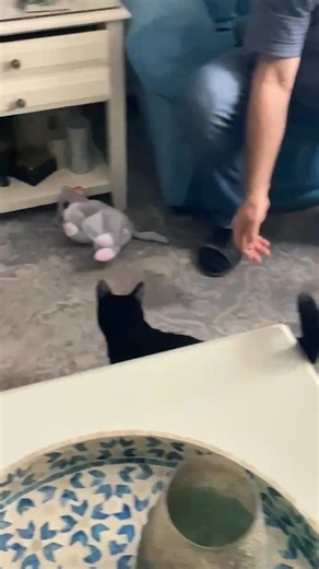 Ozzy loves to play fetch. He’s a sweet and playful boy that gets along with other cats. He would love a forever home. He will be 2144 Carling Ave. Pet Valu this Saturday starting at 11 AM. Come meet him and see if he’s the perfect fit for you. www.adoptmecatrescue.ca. | Adopt Me Cat