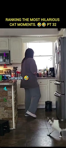 Ranking the MOST HILARIOUS cat video on YouTube part 32 #cat #catcompilation #dontlaugh