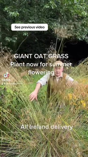 #add WEB-SHOP https://pergolanurseries.com GIANT OAT GRASS .STIPA GIGANTEA ..tough ornamental grass with seed heads that move and dance in a breeze . Winter hardy and happy in any soil type Planting time is from now Planting time is from now . ALL IRELAND DELIVERY 🚚 32 Counties Pergola Nurseries Garden Corner, Virginia, Co Cavan “A gardeners oasis of quality plants “ Open Tuesday to Saturday 10.3-5 Open Sundays 2-5 #fyp #garden #gardening #flowers
