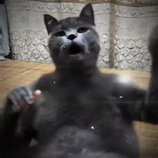 Best Slap Cat Video #Best #slap #cat #video #meme #fyp #viral #anime #bs #football