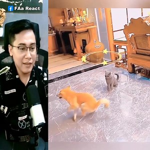 335K views · 4.5K reactions | Aksi hewan lucu yang terekam kamera 藍 | FAa React | Facebook