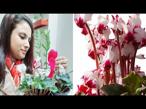 Cyclamen Flower Plants Care and Tips | How to Save Cyclamen Bulbs in Dormancy Period |