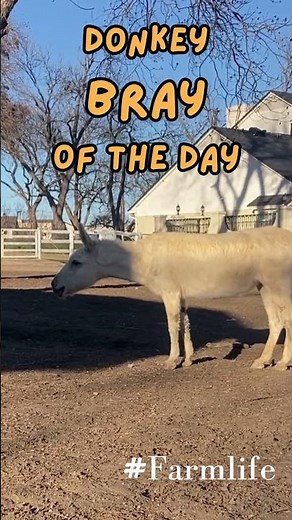 This Donkey Has A LOT to Say 🫏😂 | Loud Donkey Bray #farmlife #funnyanimals