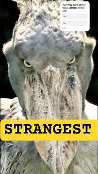 TOP 10 STRANGEST ANIMALS IN THE WORLD. #top10 #strange #animals #strangeanimal #learning