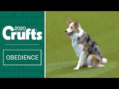 Obedience Championship Display | Crufts 2020