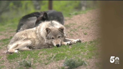 Colorado has no plans to reintroduce more gray wolves this winter