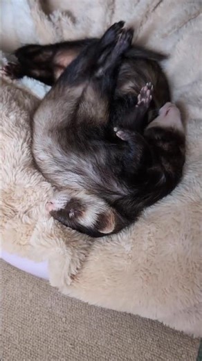 互いに互いを気にしないフェレットたち【ペとふる】