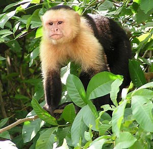 New World monkey - Alchetron, The Free Social Encyclopedia