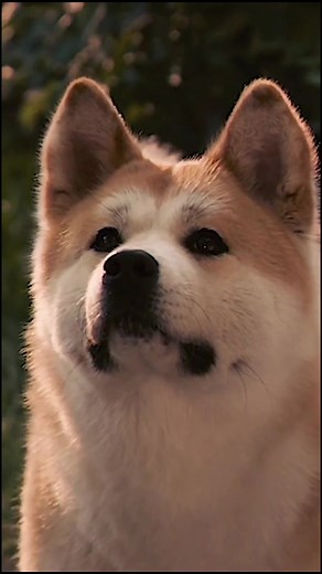 Hachi: A Dog’s Tale Movie Highlights | Best Moments Compilation