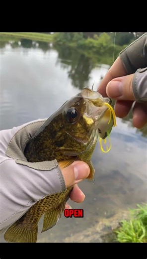 3 Baits That Are Catching EVERYTHING Right Now (Don’t Miss This) #fishing #bass