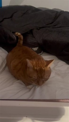 He hates bieng filmed as u can tell