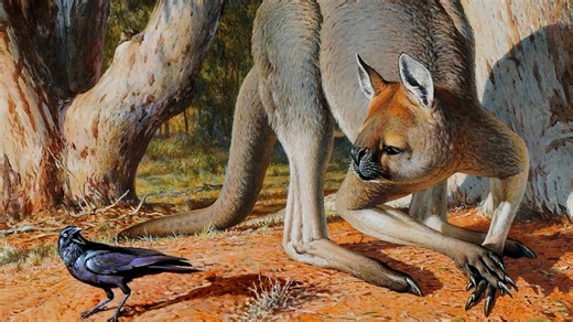 Procoptodon: King of roos - ABC Education