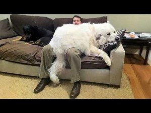 Big Dogs Who Think They're Still Puppies: Hilarious Moments! 🐕💖