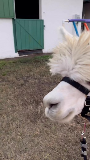 Me and Golden Humphrey Bogart practicing for Novice Alpaca Obstacle class for Florida State Fair - 2026 or bust! 💜🦙 #acuvets #alpacashow #ilovealpaca #livestockshow #goldenspiritalpacaranch | AcuVetsfl - Veterinary Acupuncture