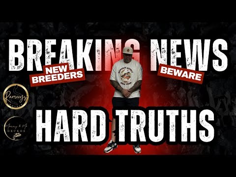 “New Breeders: The REAL Challenges of the Ball Python Game”#BallPythonMarket #SnakeBreeder #snake