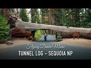 VLOG 210: Tunnel Log Drive Through Tree in Sequoia National Park