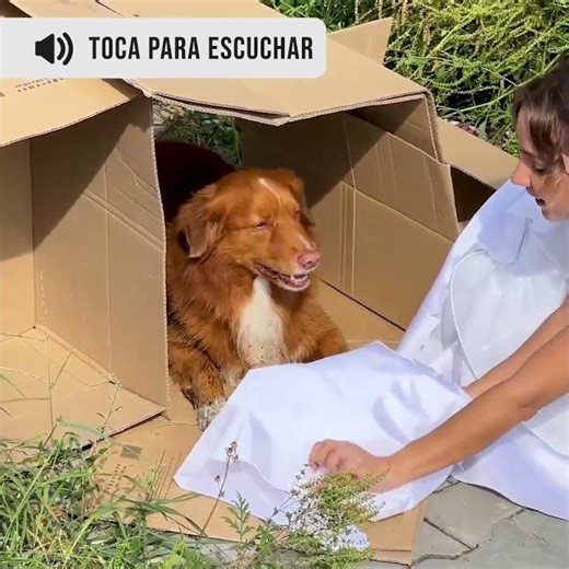 Bride Dress Sacrifice: Dog Rescue Hero